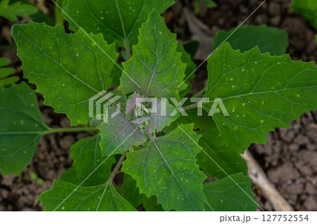 Chenopodium album, edible plant, common names include lamb's quarters, melde, goosefoot, white goosefoot, wild spinach, bathua and fat-hen Chenopodium album, edible plant, common names include lamb's quarters, melde, goosefoot, white goosefoot, wild spinach, bathua and fat-hen 127752554