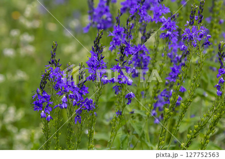 Veronica spicata spiked speedwell syn. Pseudolysimachion spicatum is a species of flowering plant in the family Plantaginaceae Veronica spicata spiked speedwell syn. Pseudolysimachion spicatum is a species of flowering plant in the family Plantaginaceae 127752563