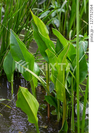 Phreatophyte. American water plantain Alisma plantago-aquatica in swampy-forest river water. Northeast Europe grow on river bank washed away by current, spring water erosion 127752564