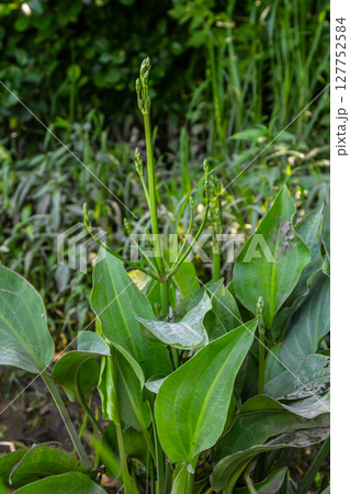 Phreatophyte. American water plantain Alisma plantago-aquatica in swampy-forest river water. Northeast Europe grow on river bank washed away by current, spring water erosion 127752584
