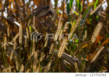 Setaria pumila in autumn in a wild field 127752592