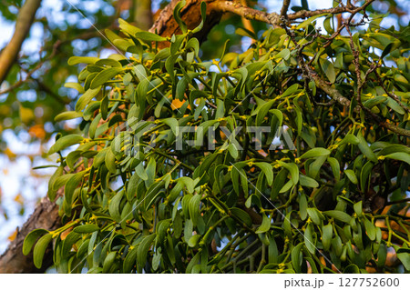 green branches of white mistletoe close-up, Viscum album, Santalaceae, symbol romance, fertility, and vitality, hemiparous plant, tree killer, spring pruning of trees, white mistletoe on tree branches green branches of white mistletoe close-up, Viscum album, Santalaceae, symbol romance, fertility, and vitality, hemiparous plant, tree killer, spring pruning of trees, white mistletoe on tree branches 127752600