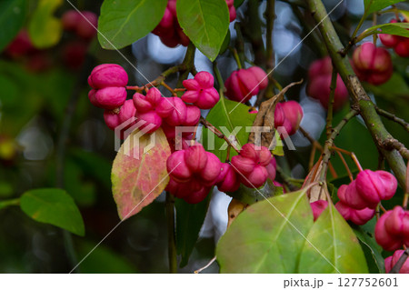European Spindle Euonymus europaea in park. Red Cascade An autumnal close up image of the deciduous shrub euonymus europaeus European Spindle Euonymus europaea in park. Red Cascade An autumnal close up image of the deciduous shrub euonymus europaeus 127752601