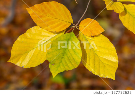 Autumn coloured beech leaves on a grey background in a forest. Autumn nature Autumn coloured beech leaves on a grey background in a forest. Autumn nature 127752625
