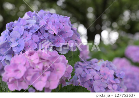 梅雨の晴れ間に咲く紫陽花 梅雨の晴れ間に咲く紫陽花 127752637