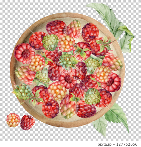 Raspberry served on ceramic dish with leaves on stalks, ripe picked garden berry dewberry cloudberry mulberry harvest. Isolated illustration hand drawn in watercolor. Farmers market grocery preserves Raspberry served on ceramic dish with leaves on stalks, ripe picked garden berry dewberry cloudberry mulberry harvest. Isolated illustration hand drawn in watercolor. Farmers market grocery preserves 127752656