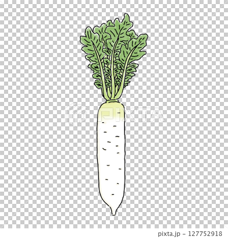 Radish watercolor style 127752918