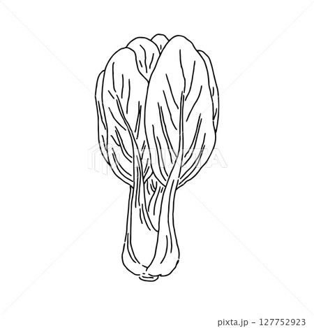 チンゲンサイ　線画 127752923
