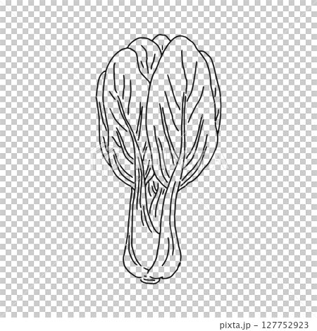 チンゲンサイ　線画 127752923