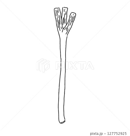 長ねぎ　線画 127752925