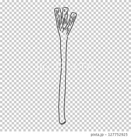 長ねぎ　線画 127752925