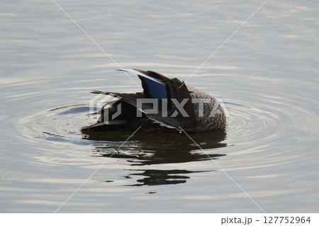 荒尾市　港　野鳥、 127752964