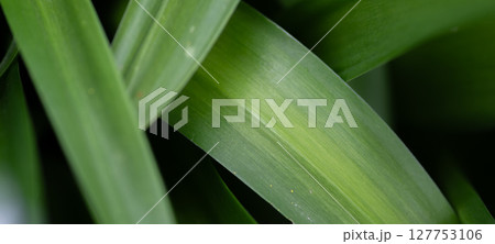重なる美しい緑の葉っぱ 127753106