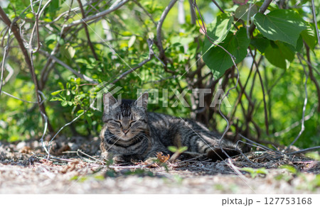 日陰でくつろぐ可愛い野良猫 日陰でくつろぐ可愛い野良猫 127753168