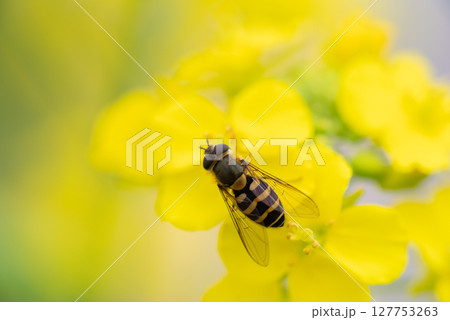 菜の花に止まるミツバチ 127753263