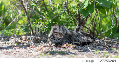 日陰でくつろぐ可愛い野良猫 日陰でくつろぐ可愛い野良猫 127753264