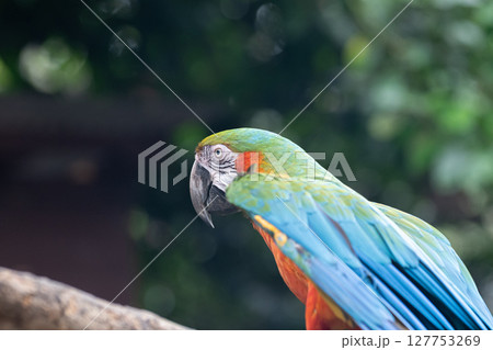 羽を広げるコンゴウインコ 羽を広げるコンゴウインコ 127753269