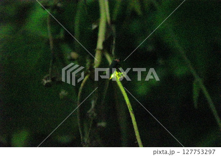 ホタル／栃木県茂木町 127753297