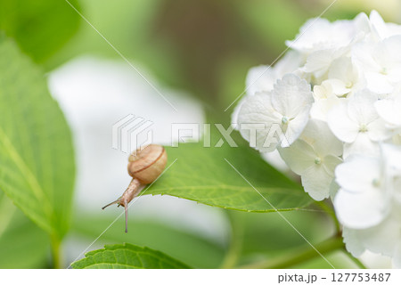 白いアジサイとカタツムリ 127753487