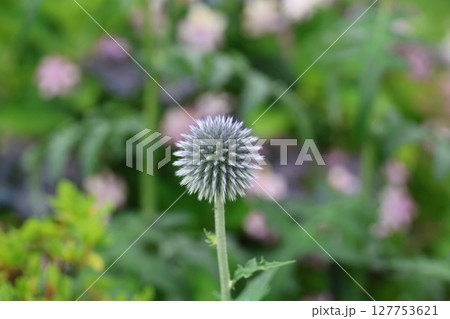 一輪のルリタマアザミ 127753621
