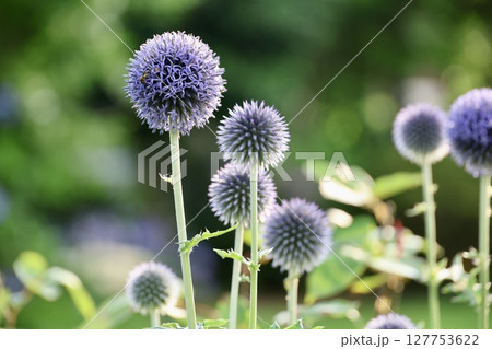 ルリタマアザミが咲く風景 127753622