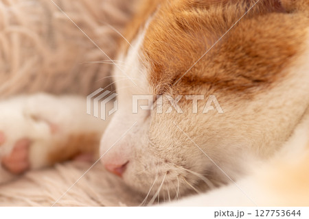 眠る猫 茶トラ白 眠る猫 茶トラ白 127753644