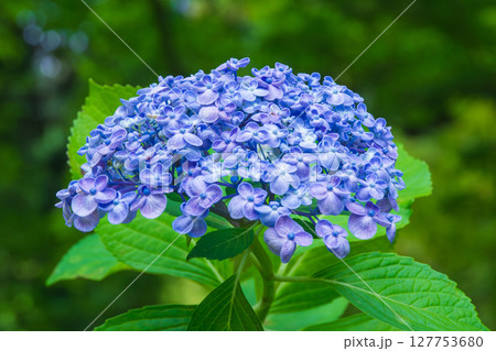 ウズアジサイ ウズアジサイ 127753680