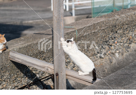 木の棒で爪とぎをする野良猫 木の棒で爪とぎをする野良猫 127753695