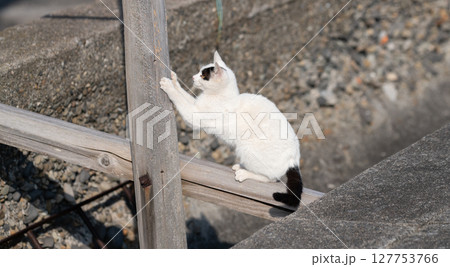 木の棒で爪とぎをする野良猫 127753766