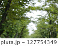 新緑の季節の緑の葉が生い茂る初夏の公園の風景 127754349