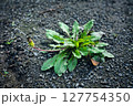 たんぽぽのつぼみ 127754350