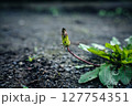 たんぽぽのつぼみ 127754351