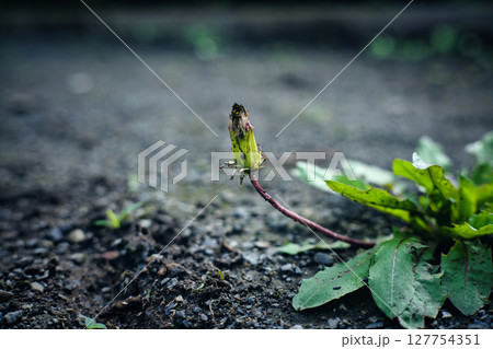 たんぽぽのつぼみ 127754351