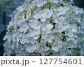 アナベル 127754601