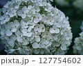 アナベル 127754602