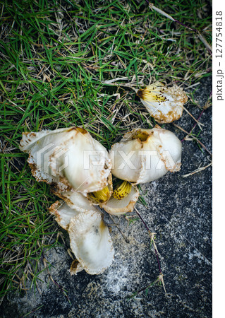 落花 落花 127754818