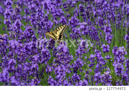 満開のラベンダーとキアゲハ 127754972