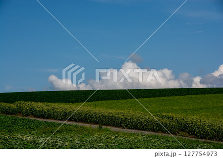 夏の緑の畑と青空 夏の緑の畑と青空 127754973
