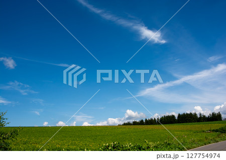 夏の緑の野菜畑と青空 夏の緑の野菜畑と青空 127754974
