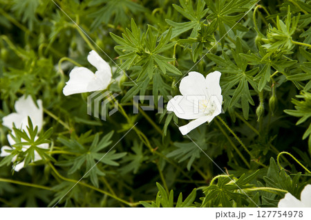 満開の白いフウロソウ 127754978