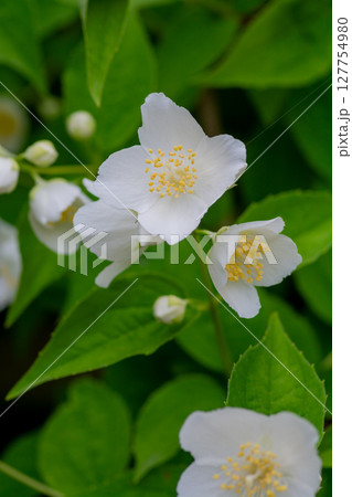 白い満開の庭の花 127754980