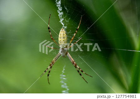 夏に庭に巣を張るナガコガネグモ 夏に庭に巣を張るナガコガネグモ 127754981
