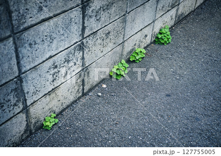 ブロック塀に生える植物 127755005