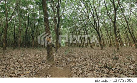 Small wooden bowl fastened to rubber tree trunk to gather latex Small wooden bowl fastened to rubber tree trunk to gather latex 127755006