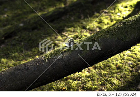 Moss-covered tree trunk in a vibrant forest, surrounded by lush greenery. Sunlight filters through Moss-covered tree trunk in a vibrant forest, surrounded by lush greenery. Sunlight filters through 127755024