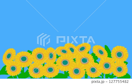 群生するひまわりと青空の背景イラスト 群生するひまわりと青空の背景イラスト 127755482