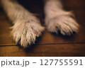 犬の前足 127755591