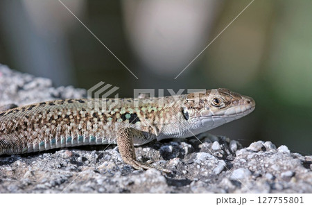 Podarcis siculus - Italian Wall Lizard, invasive species on Crete 127755801