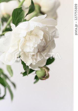 bloom flower peonies 127755809