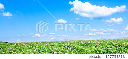 青空とじゃがいもの花が咲く北海道らしい爽やかな風景 127755818